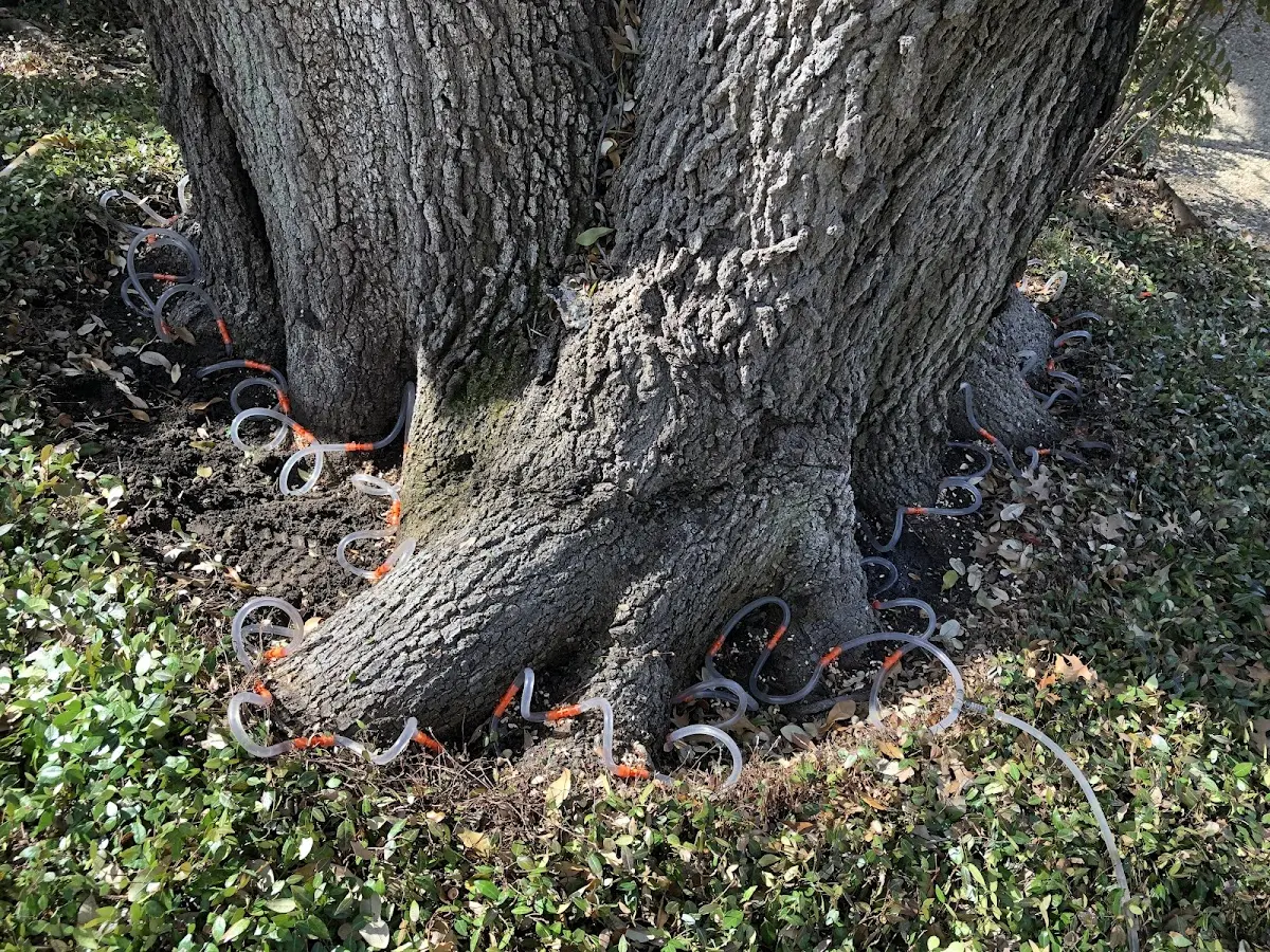 Detailed Tree Cabling and Bracing job site in Newell