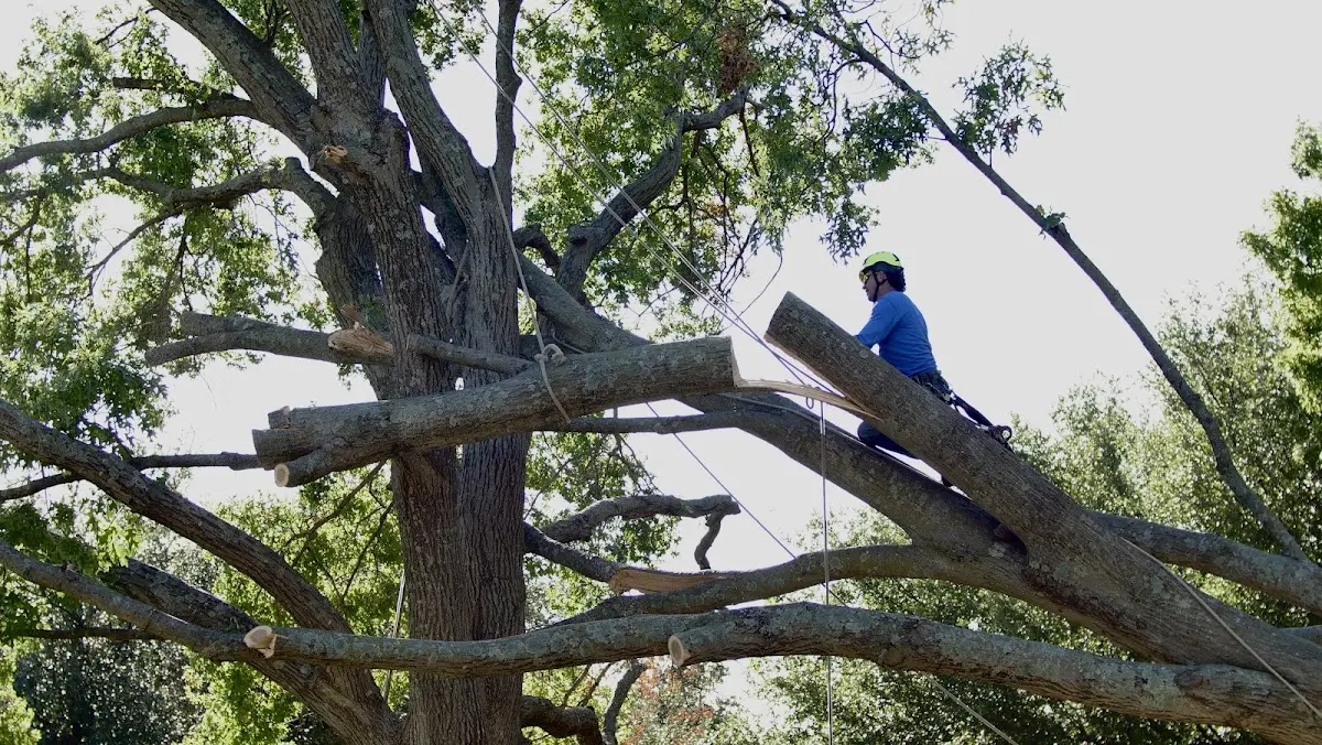 Professional Crown Thinning performed by certified arborists in Newell