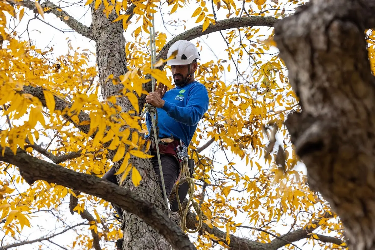 Skilled Tree Pruning crew working in Newell