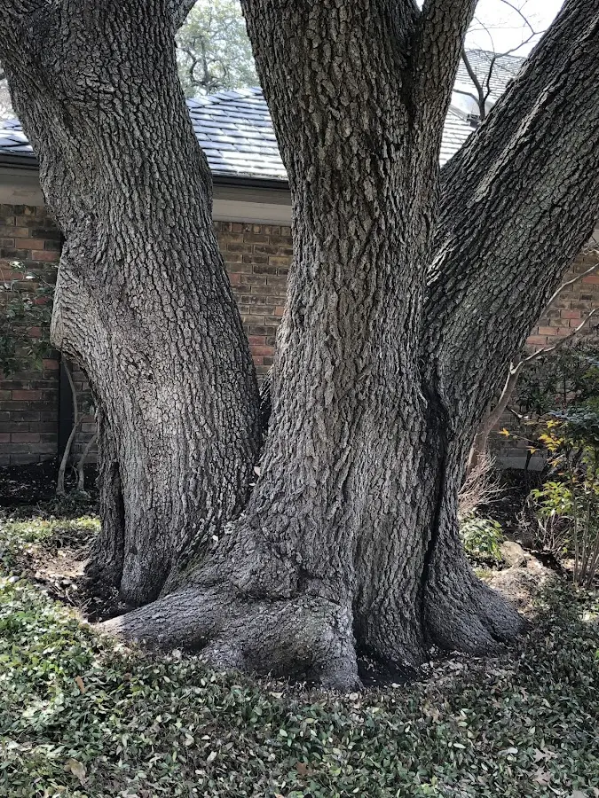 Mature heritage tree close to a Newell property cared for by certified arborists